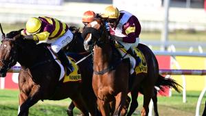 MORE STAKES SUCCESS FOR TATTERSALLS GRADUATES AS AUSSIES ROLL IN FOR THE HIT SALE